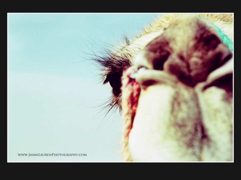 Camel Trek | Morocco | Jaime Lauren Photography