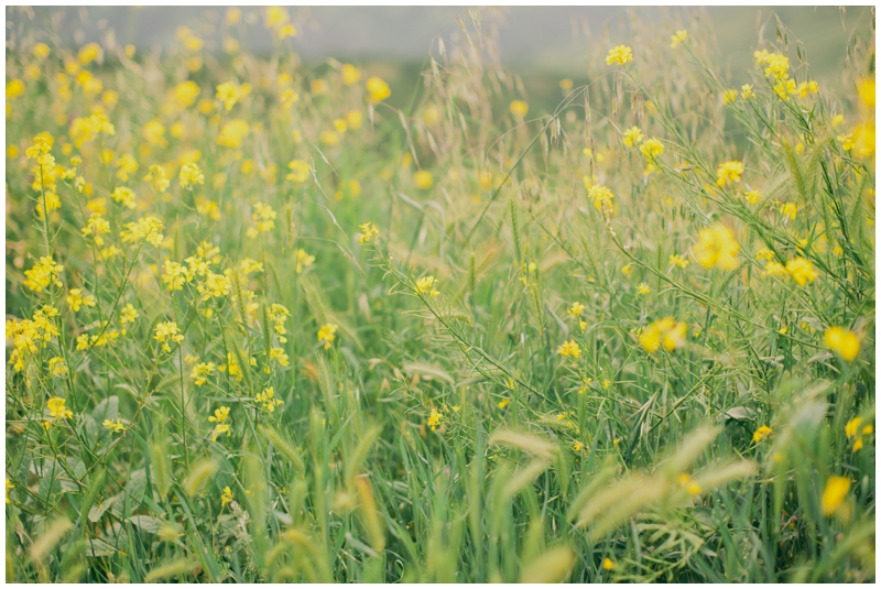 wild mustard growing in the hills above Livermore