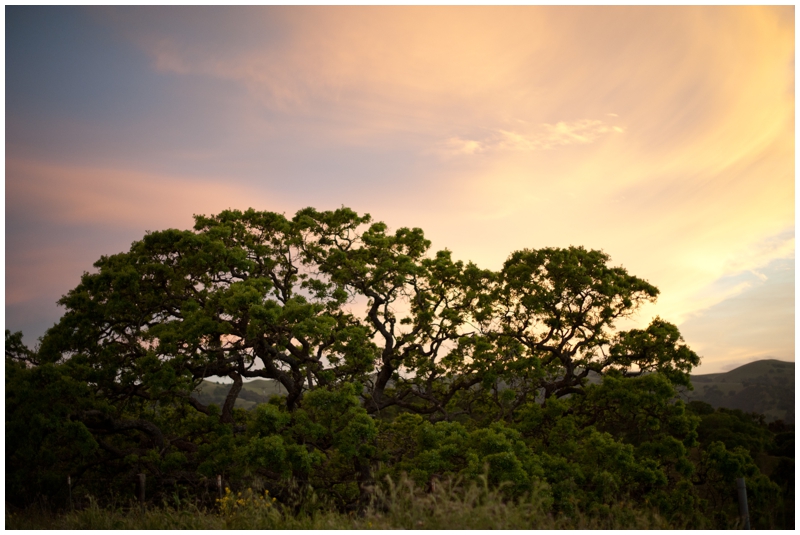 sunset over a live oak tree in the San Francisco bay area