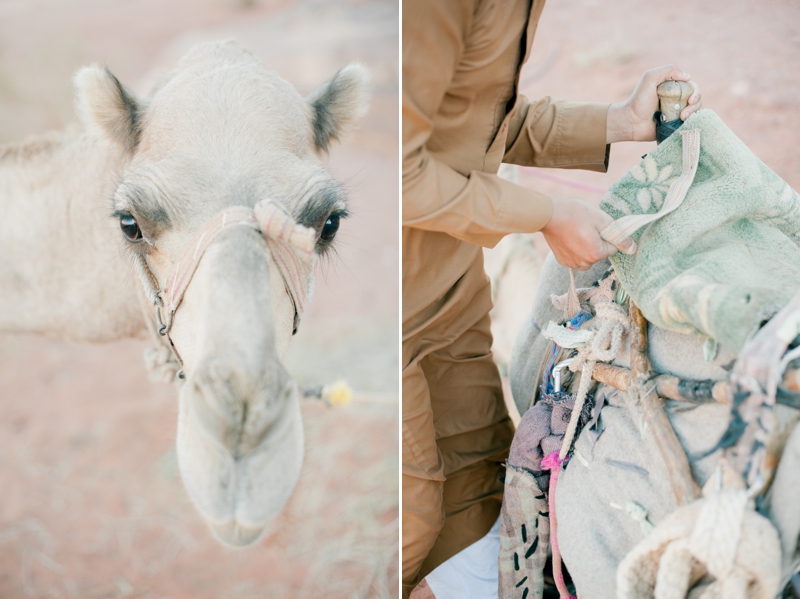 Camel Portrait and Saddling Up