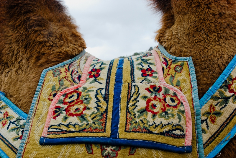 Mongolian Camel